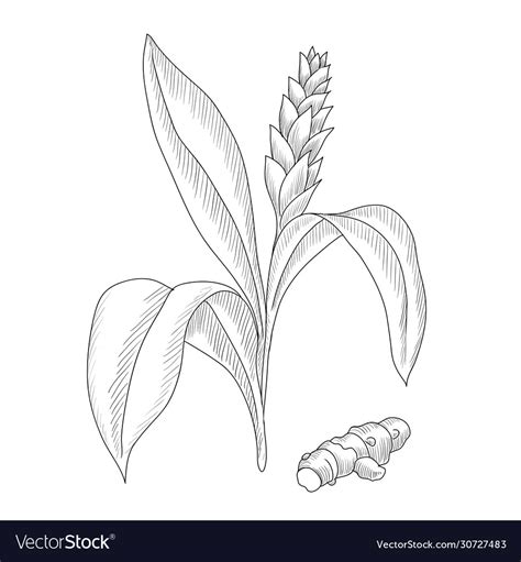Drawing Turmeric Plant Royalty Free Vector Image