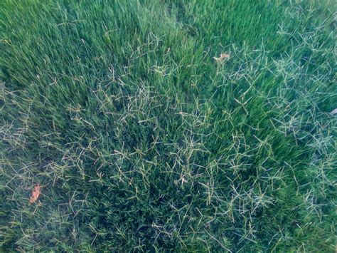 Bermuda Grass Looks Different Growing Input Growth Blooms