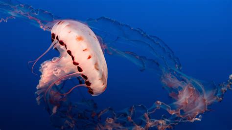 Download Wallpaper 3840x2160 Jellyfish Tentacles Underwater World
