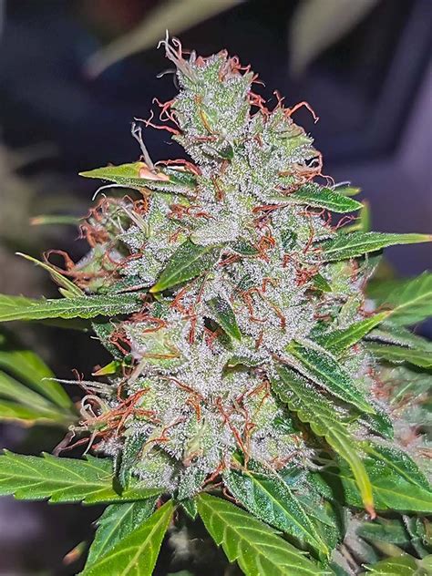 Northern Light Feminized Seeds For Sale Herbies