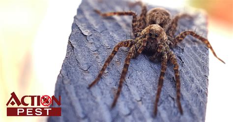 Action Pest Control Serviceswhat Are Dock Spiders Identification
