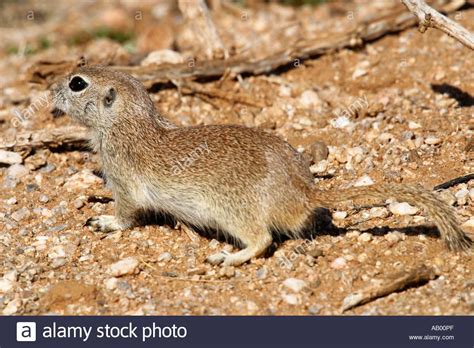 Round Tailed Ground Squirrel Spermophilus Tereticaudus Ground