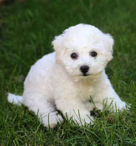 Bichon Frise Dog Breed Complete Guide A Z Animals