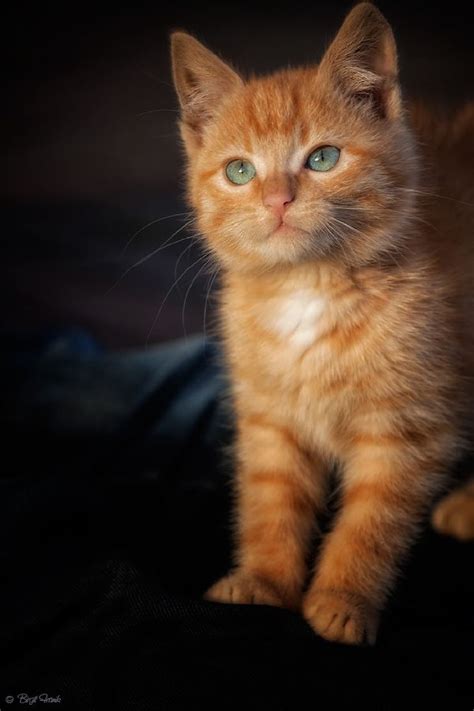The 25 Best Orange Tabby Kittens Ideas On Pinterest