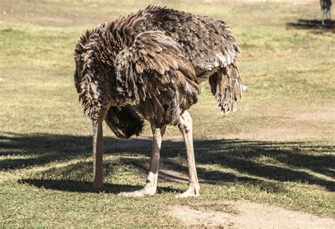 Do Ostriches Truly Bury Their Heads In The Sand By Fancied Facts