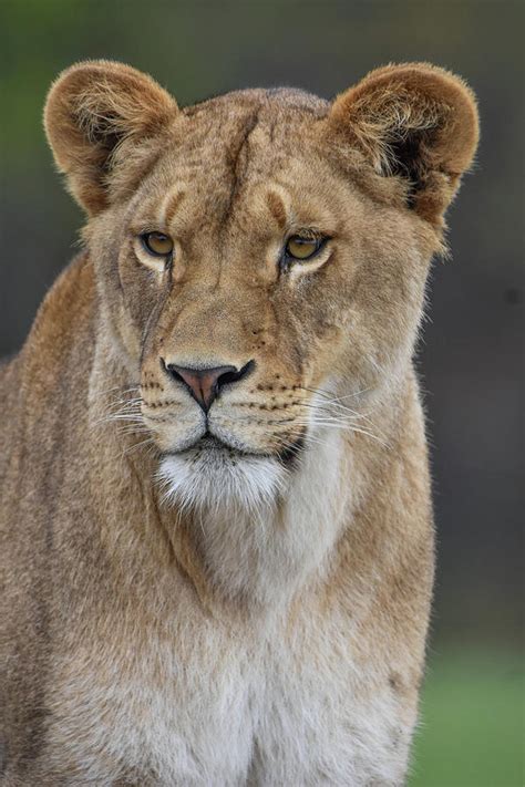 African Lioness Photograph By Stephanie Swayne Fine Art America