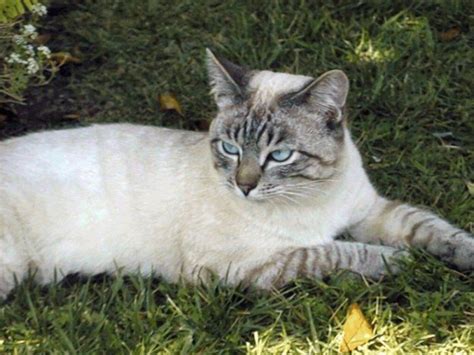 Lynx Point Traditional Siamese Its Like A Siamese With