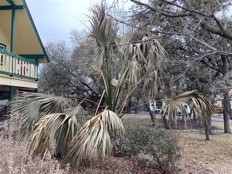 Winter Storm Recovery South Texas Palms Show Heavy Damage From Extreme