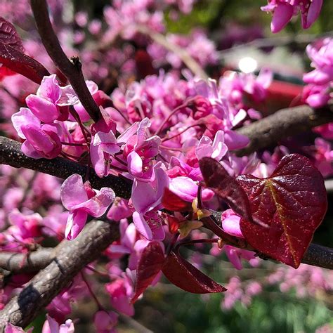 Forest Pansy Redbud Tree For Sale 4 5ft Bareroot Organic
