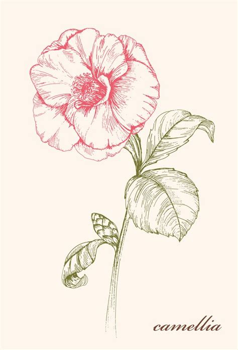 We did not find results for: Wild flowers illustration Project Camellia by JUNG SOO ...