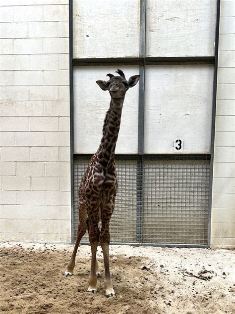 Va Zoo Welcomes Baby Giraffe Hes Already Learning To Run Wtop News