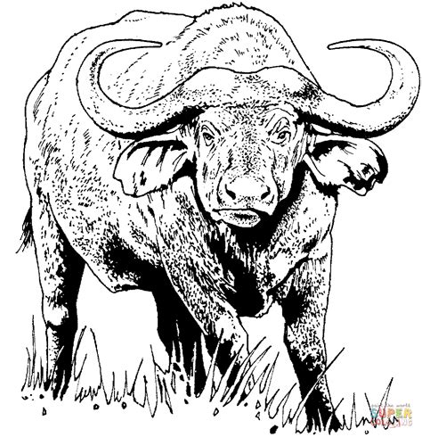 Maybe you would like to learn more about one of these? Water Buffalo coloring, Download Water Buffalo coloring ...