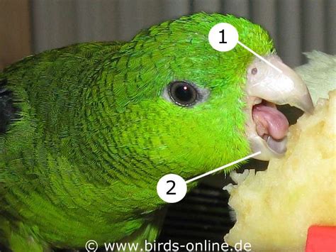 Budgie Anatomy Beak Health And Diseases Birds Online