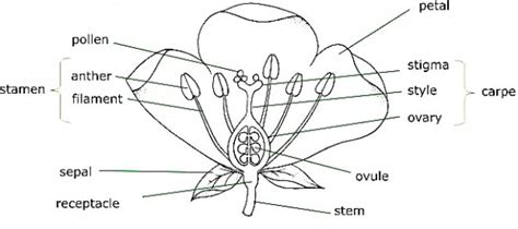 Place an intact hibiscus flower on a paper towel. Show a diagram of flower. In this what is the use of ...