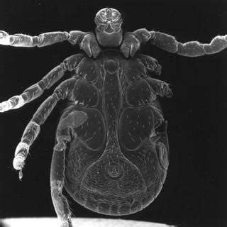 You are hereby informed that several forms included in this publication are. Dermacentor occidentalis - Pacific Coast Tick -- Discover Life
