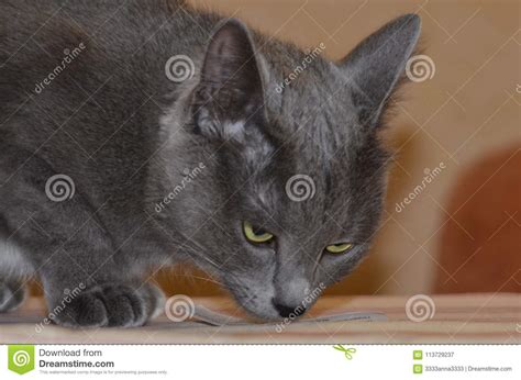 Cat Breed Russian Blue Gray Silver-gray Color With Green ...