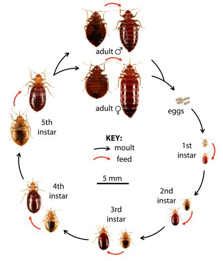 Pest Control Experts Of Chicago Chicagos Bed Bugs Pest Control
