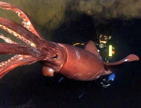 Giant squid, once believed to be mythical creatures, are squid of the architeuthidae family, represented by as many as eight species of the genus architeuthis. Creature Feature by Dr Gerald Goeden: September 2013
