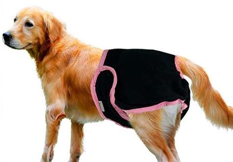 It's important to be patient and vigilant as the heat cycle passes. How long do female dogs bleed? - smartfamilypets