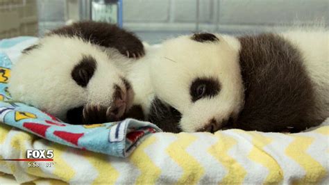 Zoo Atlanta Pandas Update Youtube