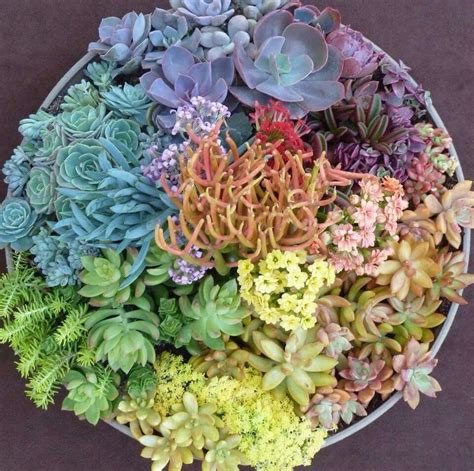 Awesome Succulent Displayrainbow Circle Succulent Arrangements