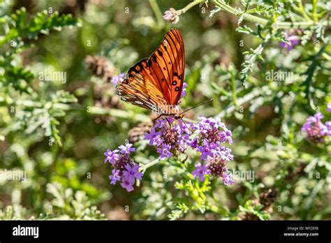 Butterfly Close Fotos E Imágenes De Stock Alamy