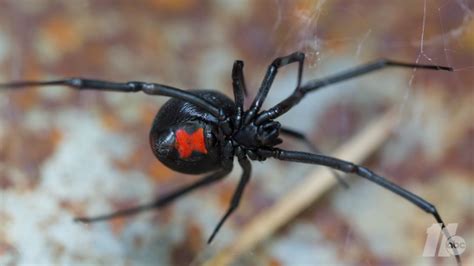 Why it's called a black widow. Connecticut woman discovers deadly spider in store-bought ...