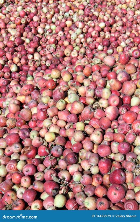 Heap Of Apples Stock Image Image Of Harvest Apple Ground 34492979