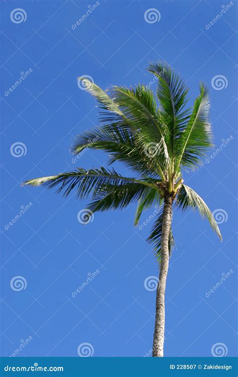Single Palm Tree Stock Image Image Of Trees Island Palm 228507