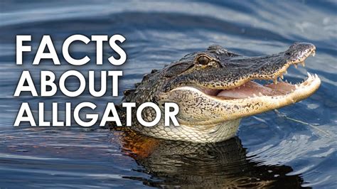 Amazing Facts About Alligator Alligator Facts Aminal Nature