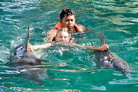 5 Places Where You Can Swim With Dolphins In Bali Fravel