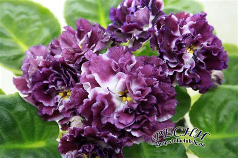 Rs Chary African Violet Saintpaulia Starter Plant Ukrainian