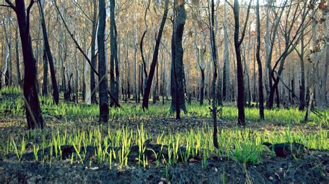 Australasian Tropical And Subtropical Savanna Woodlands