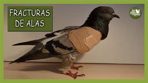 Fractura De Ala En Aves CÓmo Vendar Un Ala Rota Tratamiento Cuidados Y Remedios De