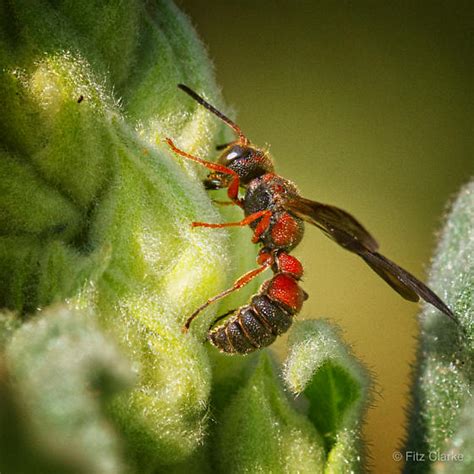 Hymenoptera Ants Bees Wasp Sawflies Cerceris Bugguidenet