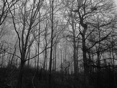 Scary Woods Free Stock Photo Public Domain Pictures