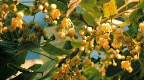 What Everybody Ought To Know About The Linden Tree Smell
