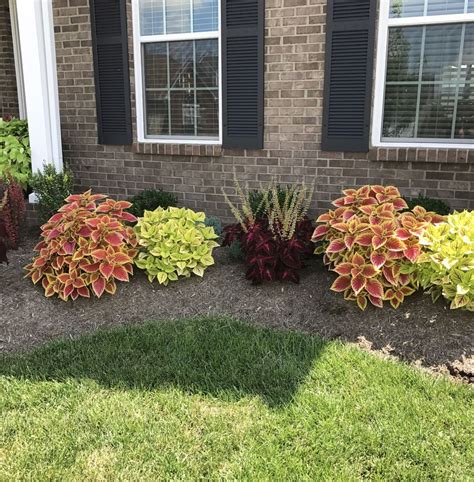 Landscaping With Coleus Plants Landscape The Outsiders