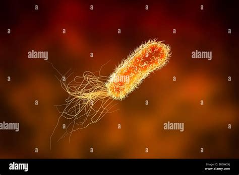 Pseudomonas Aeruginosa Bacterium Illustration Stock Photo Alamy