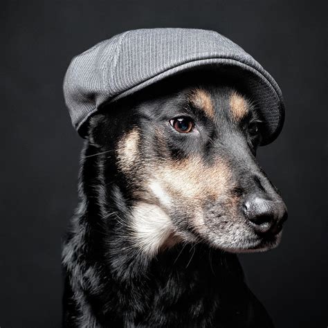 A Dog Wearing A Hat By Chad Latta