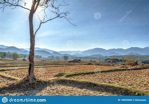 Tree Against Sun At Rice Fields Pai Thailand Stock Image Image Of
