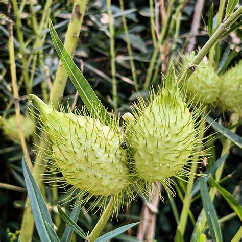 Narrow Leaved Cotton Bush Gomphocarpus Fruticosus Weeds Of Melbourne