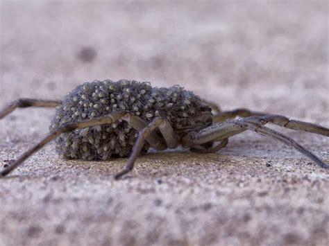 Wolf spider carrying her babies on her back. | Smithsonian Photo