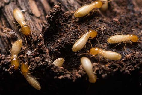 Bug Guy Pest Control Services Termites And All General Pests