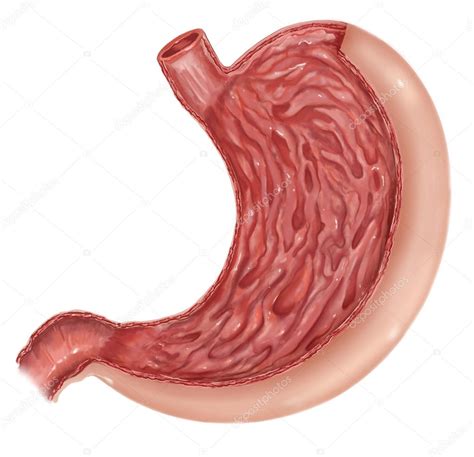 Anatomía Del Estómago Humano — Fotos De Stock ©