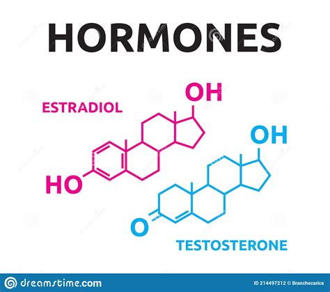 Sex Hormones Laboratory Symbol Hormone Estrogen Testosterone Chemical Structure Man Girl