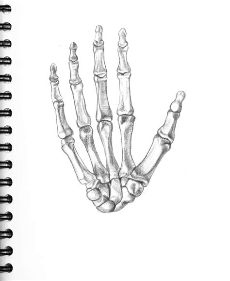 Skeleton Hand Sketch At Explore Collection Of