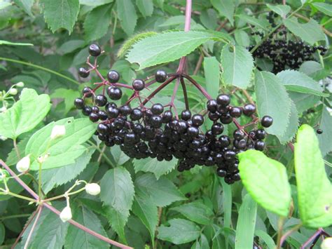 Edible Native Plants I Elderberry River Grape Aronia Biodiversity