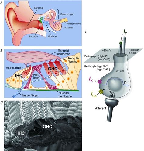 A Diagram Of The Human Ear B Diagram Depicting A Transverse Section