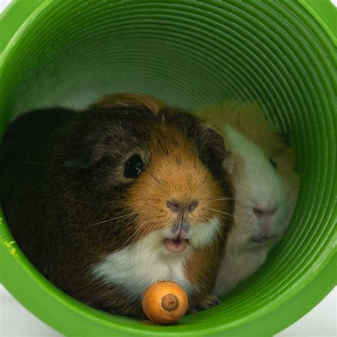 How To Teach Your Guinea Pigs And Rabbits Tricks Omlet Blog Uk